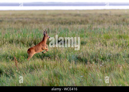 Roe Buck auf den Salzwiesen am Wattenmeer auf Juist, Ostfriesische Inseln, Deutschland. Stockfoto