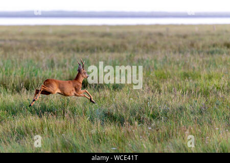 Roe Buck auf den Salzwiesen am Wattenmeer auf Juist, Ostfriesische Inseln, Deutschland. Stockfoto