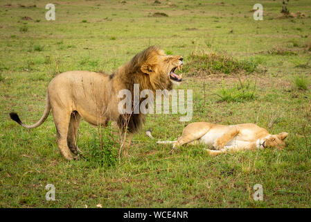 Männliche Löwe steht über löwin baring Zähne Stockfoto