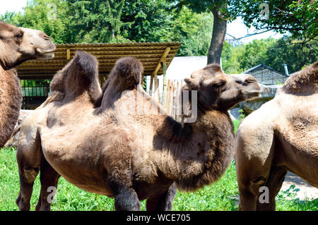 Eine schöne Lustige 2-Humped camel steht im Innenhof des Zoo. Von der Seite. Nahaufnahme Stockfoto