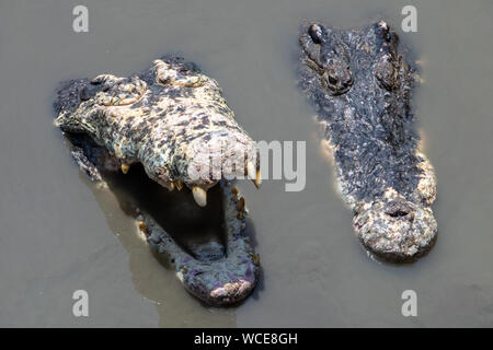 Krokodil mit offenen Mund schaut aus dem Wasser. Kiefer mit Zähnen des Krokodils in Wasser öffnen. Stockfoto