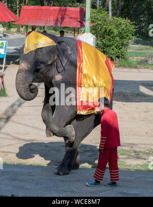 SAMUT PRAKAN, Thailand, 18. Mai 2019 Leistung eines trainierten Elefanten in einem thailändischen Zoo. Die traditionelle Show mit Elefanten auf offener Szene. Stockfoto