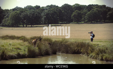 Rotwild in England Stockfoto