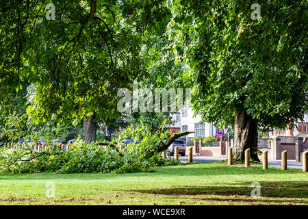 Northampton, Großbritannien. 28 August, 2019. Wetter. Schweren nächtlichen Regen verursacht eine Niederlassung zu reißen, weil Der wight von Wasser auf Sie, der Baum die Kastanie. Aesculus hippocastanum (Hippocastanaceae) entlang der Park Avenue South, zum Glück fiel es in Abington Park und nicht auf die Straße. Credit: Keith J Smith./Alamy leben Nachrichten Stockfoto