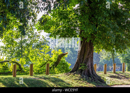 Northampton, Großbritannien. 28 August, 2019. Wetter. Schweren nächtlichen Regen verursacht eine Niederlassung zu reißen, weil Der wight von Wasser auf Sie, der Baum die Kastanie. Aesculus hippocastanum (Hippocastanaceae) entlang der Park Avenue South, zum Glück fiel es in Abington Park und nicht auf die Straße. Credit: Keith J Smith./Alamy leben Nachrichten Stockfoto