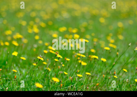 Eine wunderschöne grüne Wiese voller gelb blühenden Herbst hawkbit Blumen mit zwei Bienen Stockfoto