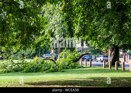 Northampton, Großbritannien. 28 August, 2019. Wetter. Schweren nächtlichen Regen verursacht eine Niederlassung zu reißen, weil Der wight von Wasser auf Sie, der Baum die Kastanie. Aesculus hippocastanum (Hippocastanaceae) entlang der Park Avenue South, zum Glück fiel es in Abington Park und nicht auf die Straße. Credit: Keith J Smith./Alamy leben Nachrichten Stockfoto