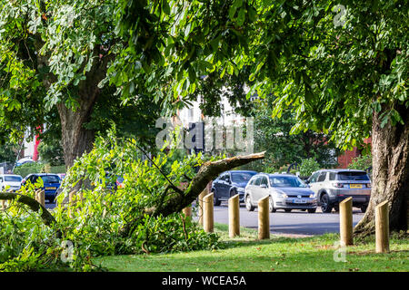 Northampton, Großbritannien. 28 August, 2019. Wetter. Schweren nächtlichen Regen verursacht eine Niederlassung zu reißen, weil Der wight von Wasser auf Sie, der Baum die Kastanie. Aesculus hippocastanum (Hippocastanaceae) entlang der Park Avenue South, zum Glück fiel es in Abington Park und nicht auf die Straße. Credit: Keith J Smith./Alamy leben Nachrichten Stockfoto