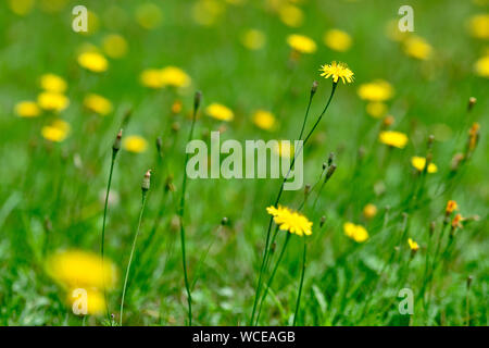 Eine wunderschöne grüne Wiese voller gelb blühenden Herbst hawkbit Blumen Stockfoto