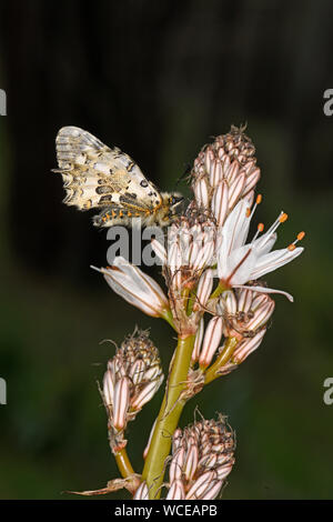 Eastern Festoon Schmetterling (Allancastria cerisyi) Erwachsenen auf Asphodel Blume, Rhodos, Griechenland, April Stockfoto