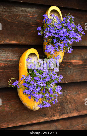 Traditionelle holländische Holzschuhe mit violetten Blüten. Niederlande Stockfoto