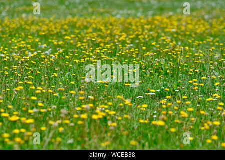 Eine wunderschöne grüne Wiese voller gelb blühenden Herbst hawkbit Blumen Stockfoto