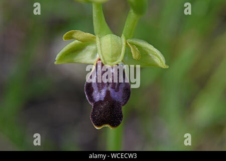 Attaviros Bienen-ragwurz (Ophrys attaviria) Close-up von Blume, Rhodos, Griechenland, April Stockfoto