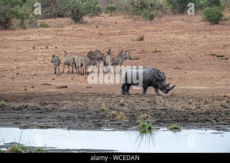 Rhino trinken am Pool im Kruger Nationalpark Südafrika Portrait mit Zebras Stockfoto