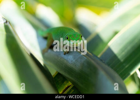 Gold Dust Green Gecko auf Grün verlassen Nahaufnahme Stockfoto