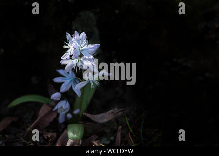 Sibirische Blausterne (Scilla siberica) mit dunklem Hintergrund. Österreich Stockfoto