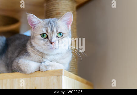 Süße braune Scottish Fold Katze sitzt auf Holz, beliebtes Haustier Konzept Stockfoto