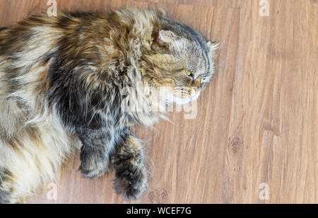 Süße braune Scottish Fold Katze (lange Haare Arten) auf dem Boden liegend, beliebte Haustier Konzept und Ansicht von oben Stockfoto