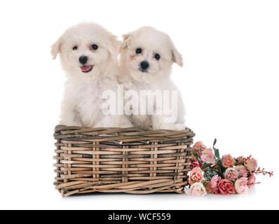 Junge Bichon Akazie vor weißem Hintergrund Stockfoto