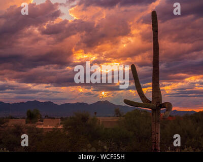 Dramatischer Sonnenuntergang in Arizona bei Saguaro National Park Stockfoto