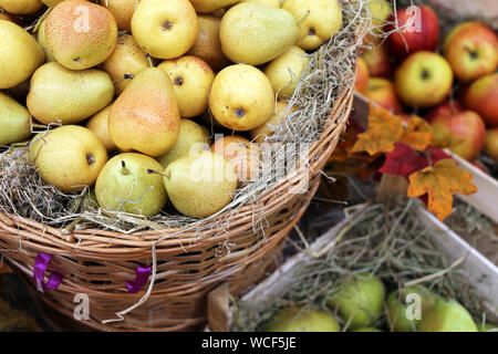 Reife Birnen und Äpfel auf Stroh in einer Weidenkörbe mit Blätter im Herbst eingerichtet. Ernte Urlaub, festliche Dekorationen, Bauernhof Markt Stockfoto