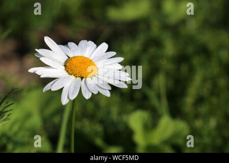 Daisy Flower mit Wassertropfen Nahaufnahme auf der grünen Wiese. Auf Kamille weißen Blütenblättern, frische Sommer Natur Tau Stockfoto