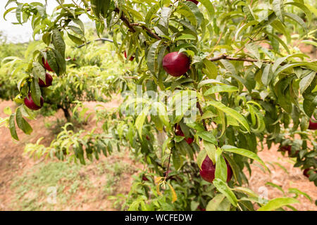 Nektarinen Obstgarten. Reife Nektarinen auf einem Zweig Stockfoto