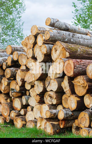 Gefällte Bäume liegen in einem Stapel auf dem Rand des Waldes Stockfoto