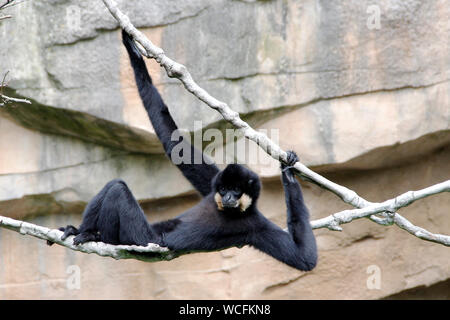 Northern White ist Crested Gibbon, Latein Nomascus Iucogenys Stockfoto