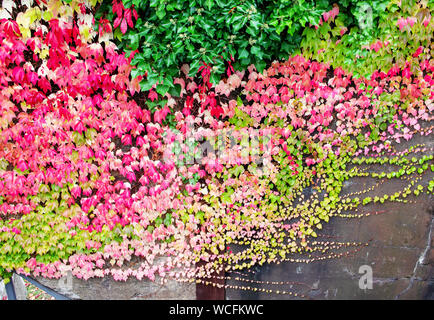 Selbstkletternde maiden Weinstock, Latein Parthenocissus Subtomentosa Stockfoto