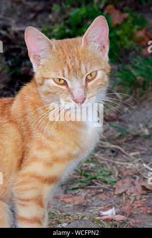 Frontale Porträt einer Ginger tabby Katze, Blickkontakt Stockfoto