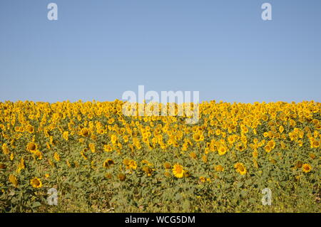 Sonnenblumen in die Felder im Sommer, die Natur und die Landwirtschaft in Cadiz, Andalusien, Spanien Stockfoto