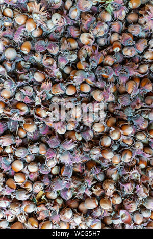 Die Mutter haselnuss Hasel Corylus maxima. Organische cobnuts herbstlichen Ernte noch leben Foto. Makro, selektiven Fokus. Stockfoto
