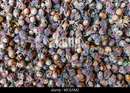 Die Mutter haselnuss Hasel Corylus maxima. Organische cobnuts herbstlichen Ernte noch leben Foto. Makro, selektiven Fokus. Stockfoto