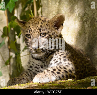 Persischer leopard Stockfoto