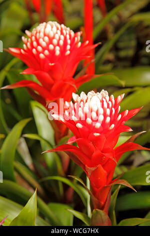 Guzmania. Tropische Pflanze. Stockfoto