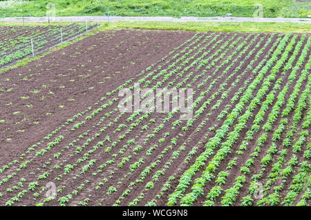 Junge landwirtschaftliche Pflanzen, Feld mit Kartoffeln bepflanzt Stockfoto