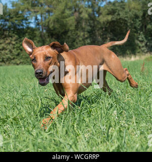 Rhodesian Ridgeback Stockfoto