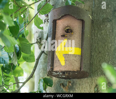 Hornissen in Vogel Nistkasten Stockfoto