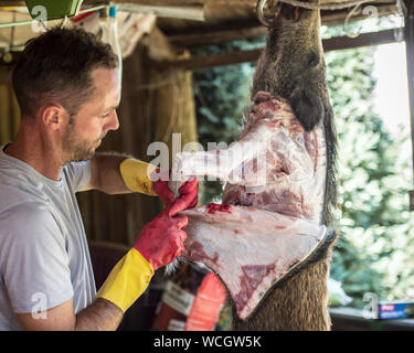 Skinning ein Wildschwein Stockfoto