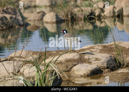 Rot - Gelbstirn-blatthühnchen Kiebitz auf dem Fluss Ken, Madhya Pradesh, Indien, Zentralasien Stockfoto