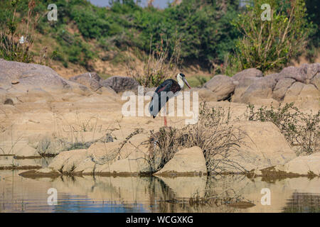 Die WOLLIG-necked Stork oder whitenecked Storch (Ciconia episcopus) ist ein großes Planschbecken Vogel in die storchenfamilie Ciconiidae, Ken River, Panna Nationalpark Stockfoto