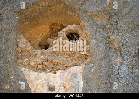 Schwalben ihre Nester aus Schlamm Stockfoto