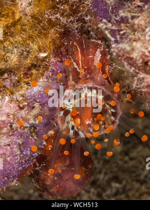 Orange - Kugel (corallimorph Pseudocorynactis caribbeorum) Stockfoto