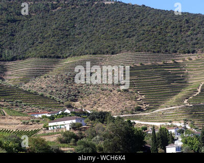 Weinberge im Tal des Flusses Douro in Portugal. Foto: Tony Gale Stockfoto