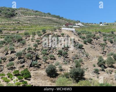 Weinberge im Tal des Flusses Douro in Portugal. Foto: Tony Gale Stockfoto