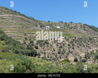 Weinberge im Tal des Flusses Douro in Portugal. Foto: Tony Gale Stockfoto