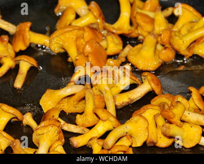 Frische Pfifferlinge braten in einer Pfanne Stockfoto