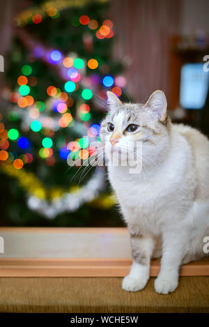 Flauschigen weißen Katze mit blauen Augen vor dem Hintergrund der farbigen Lichter Stockfoto
