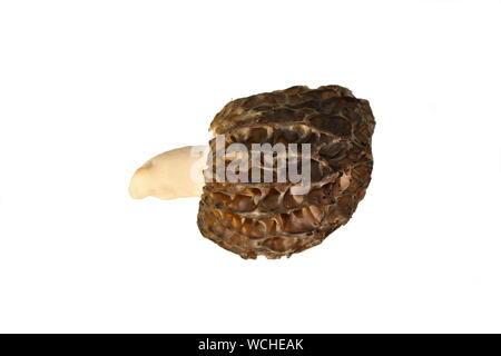 Der Pilz true Morel Morchella esculenta isoliert auf weißem Hintergrund Stockfoto